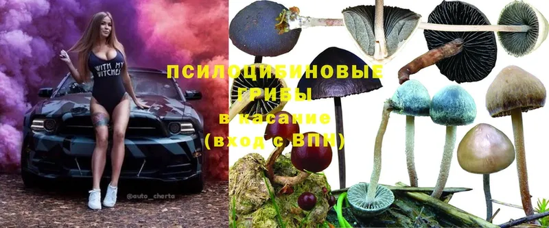 Галлюциногенные грибы Magic Shrooms  наркота  Багратионовск 